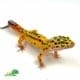 jungle leopard gecko for sale