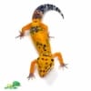 jungle leopard gecko for sale