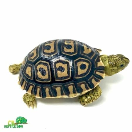 Giant South African Leopard tortoise - Image 5