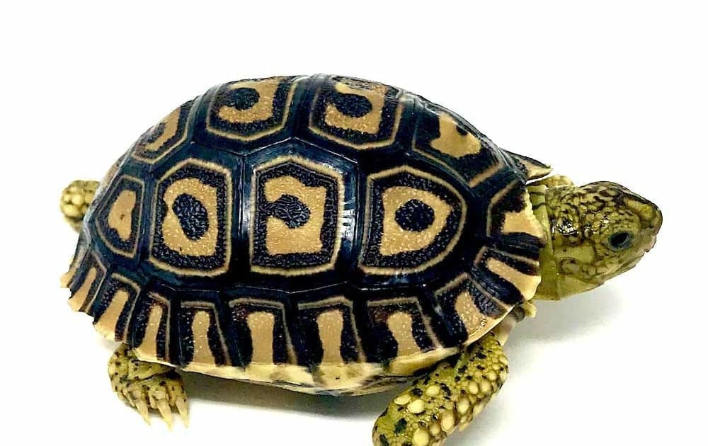 leopard tortoise for sale