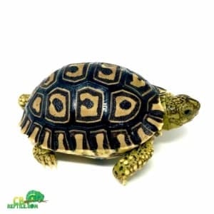 leopard tortoise for sale