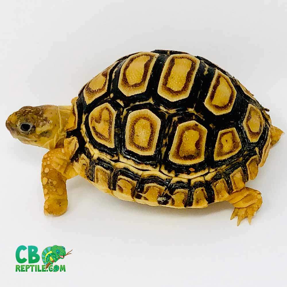 leopard tortoise for sale