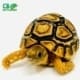 leopard tortoise hatchling