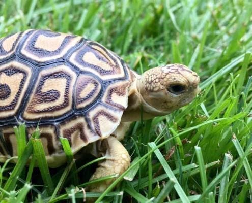 leopard tortoise for sale