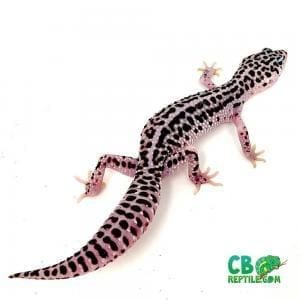 mack snow geckos for sale