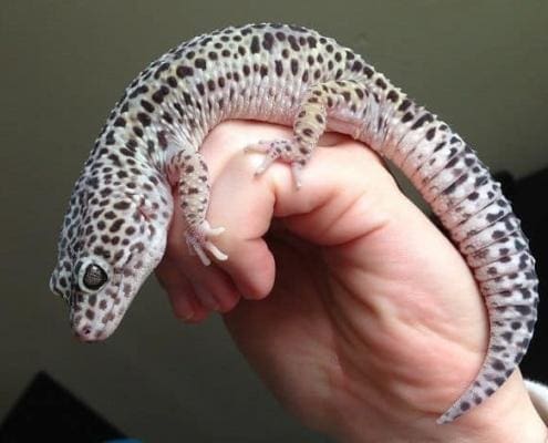 Mack Snow Leopard Gecko