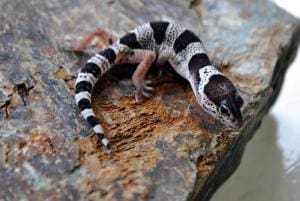 mack snow leopard gecko