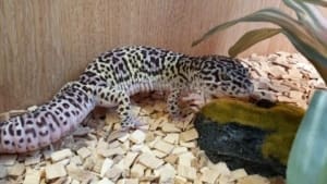 mack snow leopard gecko price