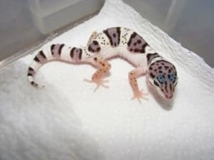 mack snow leopard geckos