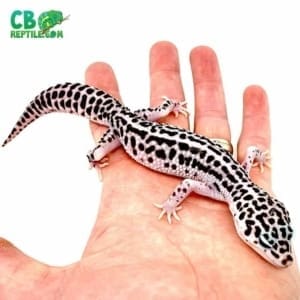 mack snow leopard gecko