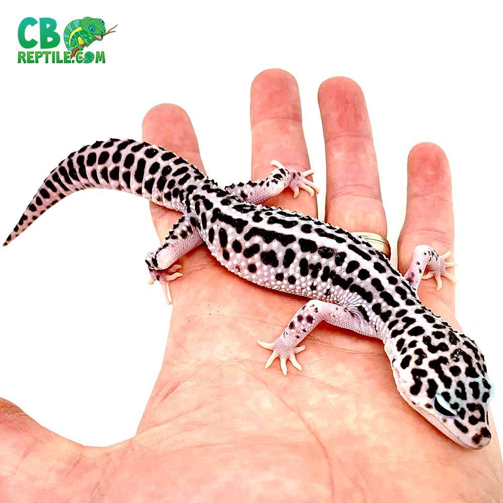 pet gecko price