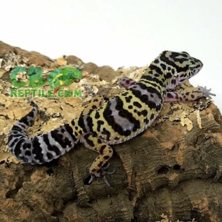 mack snow leopard gecko