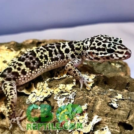 mack snow leopard gecko