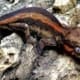 orange stripe gargoyle gecko