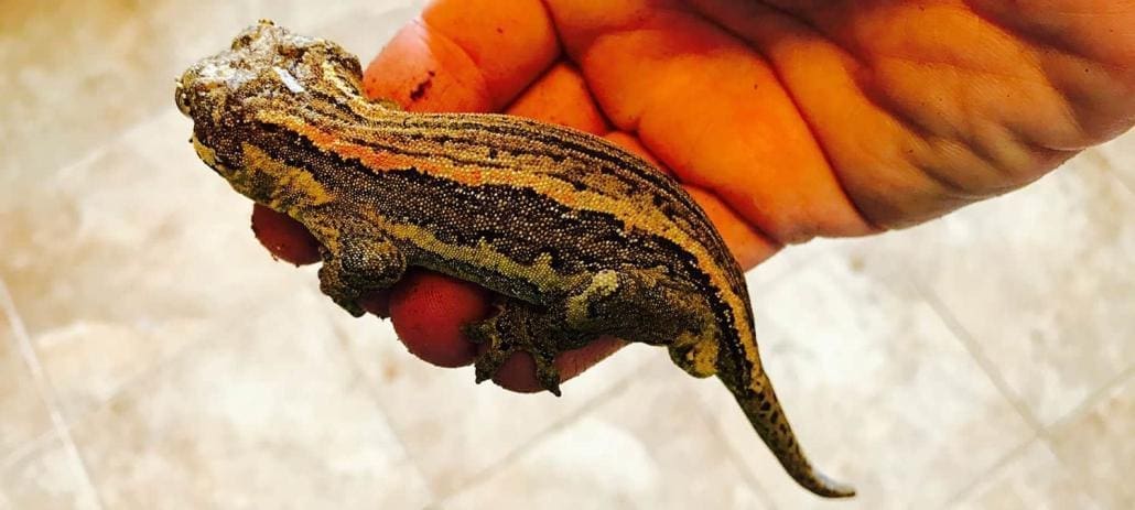 orange striped gargoyle gecko