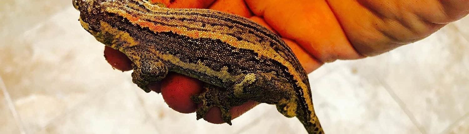 orange striped gargoyle gecko