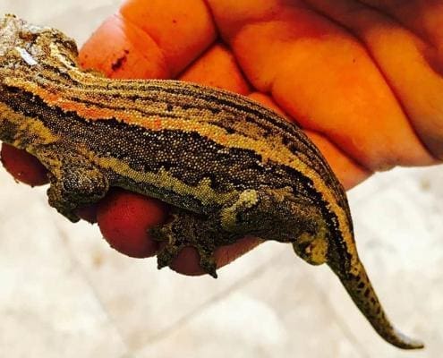 orange striped gargoyle gecko