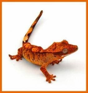 orange tiger flame crested gecko