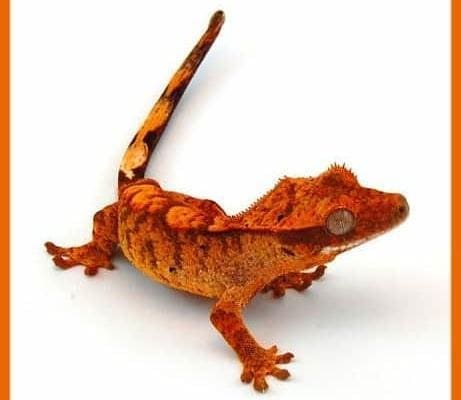 orange tiger flame crested gecko