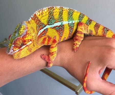 panther chameleon for sale