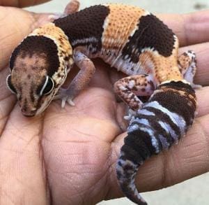 fat tailed gecko