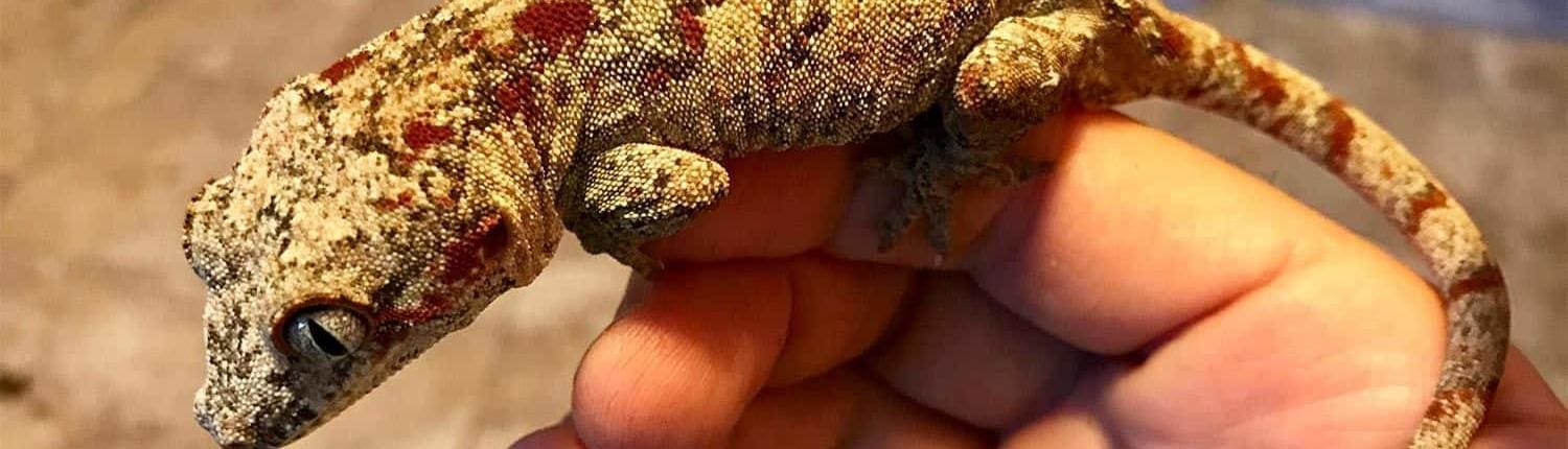 red blotch gargoyle gecko