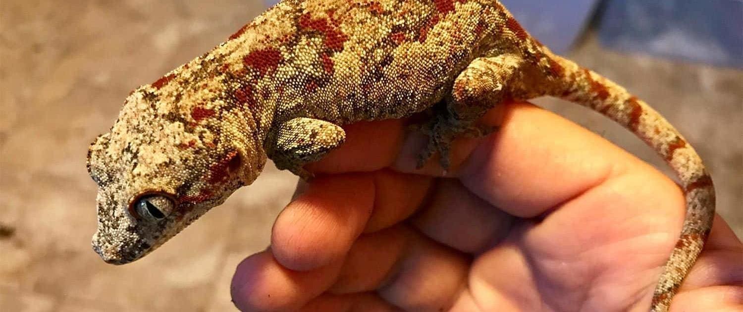 red blotch gargoyle gecko