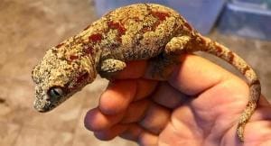 red blotch gargoyle gecko