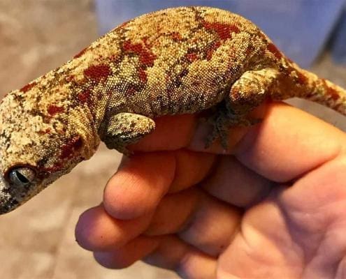 red blotch gargoyle gecko