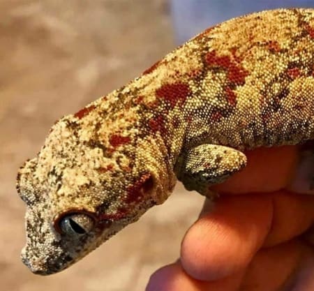 red blotch gargoyle gecko