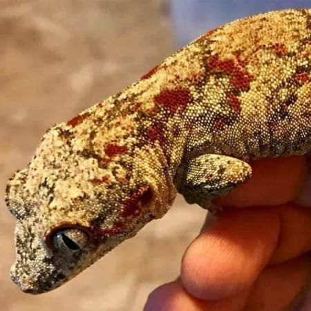 red blotch gargoyle gecko