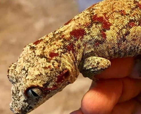 red blotch gargoyle gecko