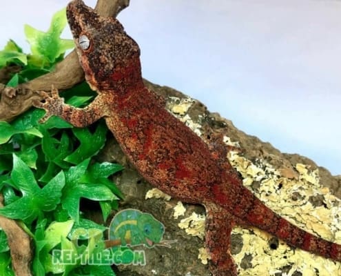 red blotch red base gargoyle gecko