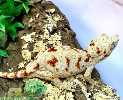 red blotched gargoyle gecko