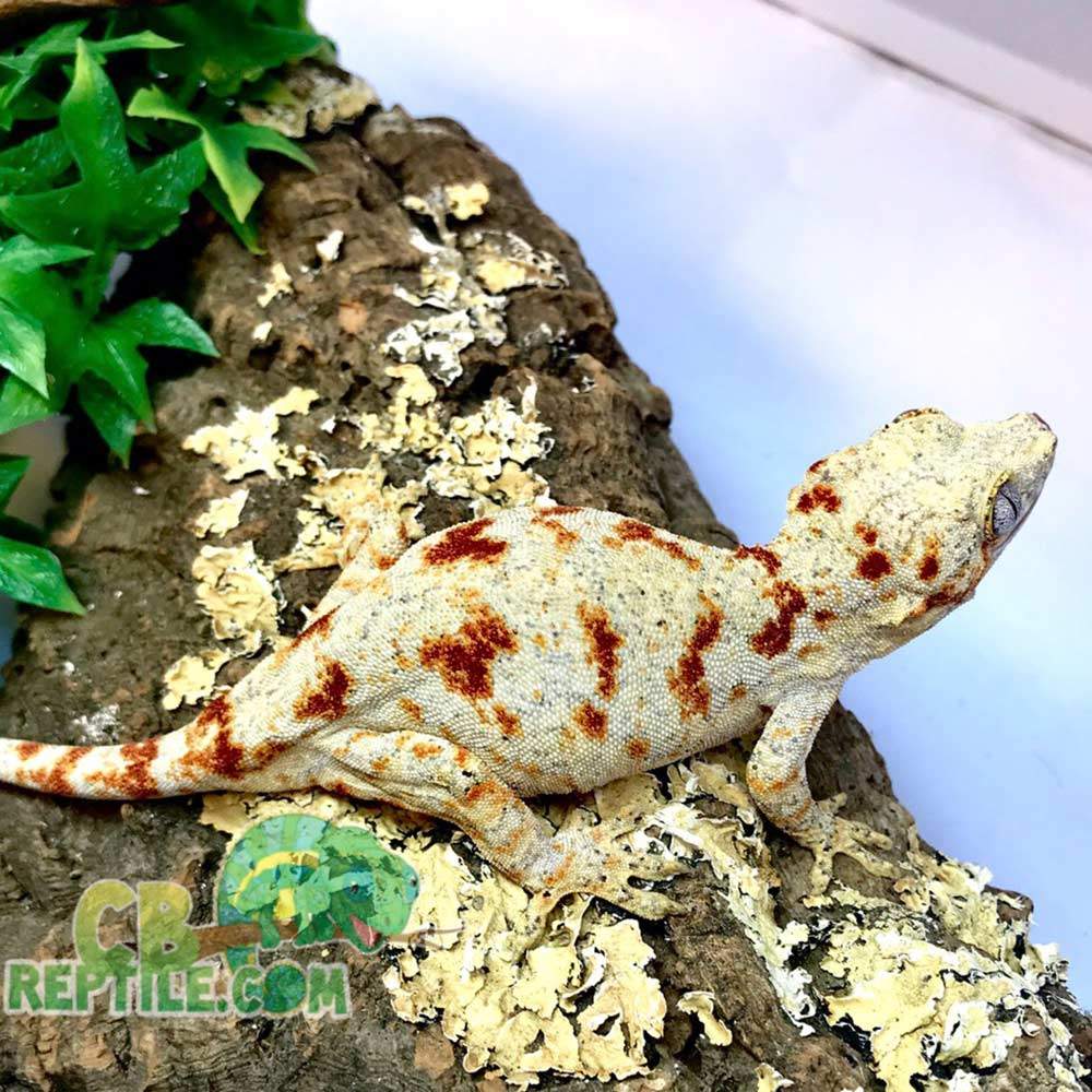 red blotched gargoyle gecko