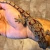 red blotched gargoyle gecko