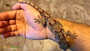 red blotched gargoyle gecko