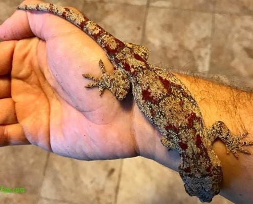 red blotched gargoyle gecko