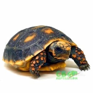 red foot tortoise