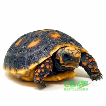 red foot tortoise for sale