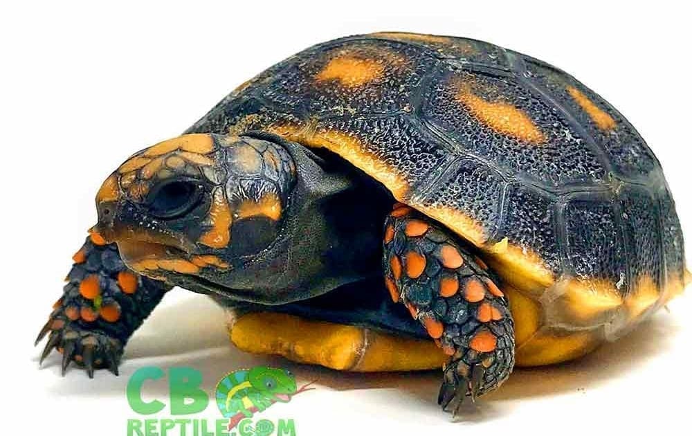 Red Foot Tortoise For Sale Online Baby Red Footed Tortoises For