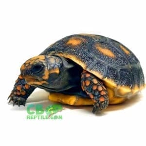 medium tortoise for sale