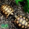 red footed tortoises for sale