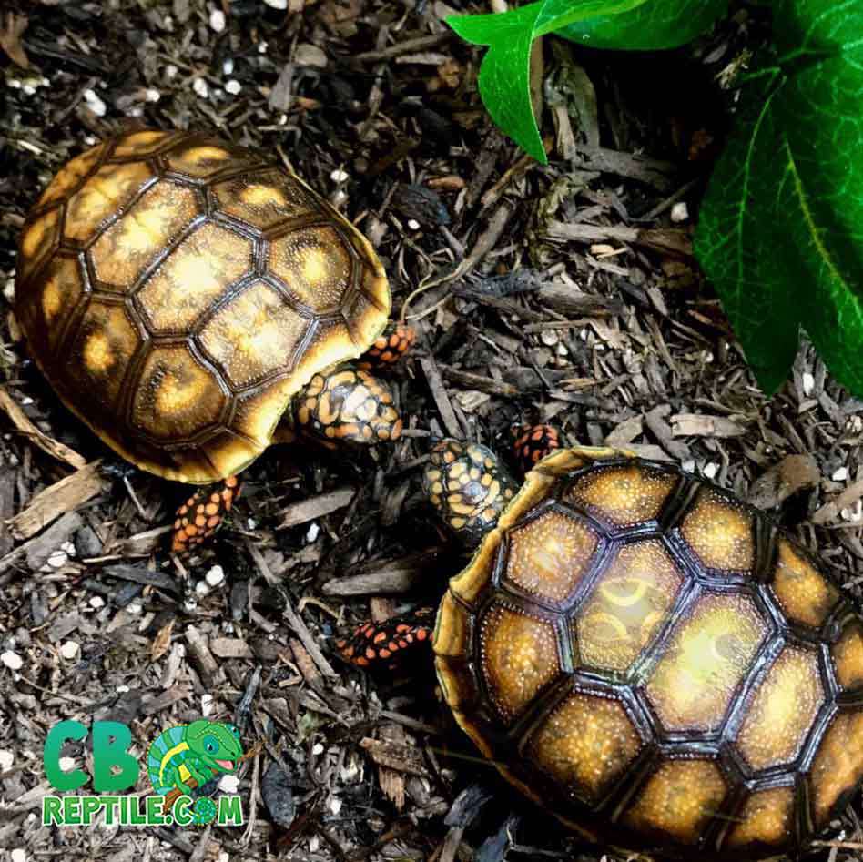 Red Foot Tortoise For Sale Baby Red Footed Tortoises For Sale