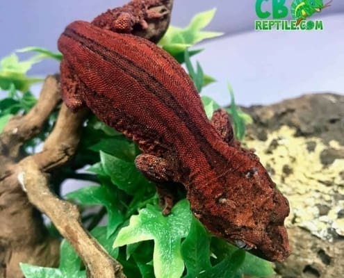 red gargoyle gecko