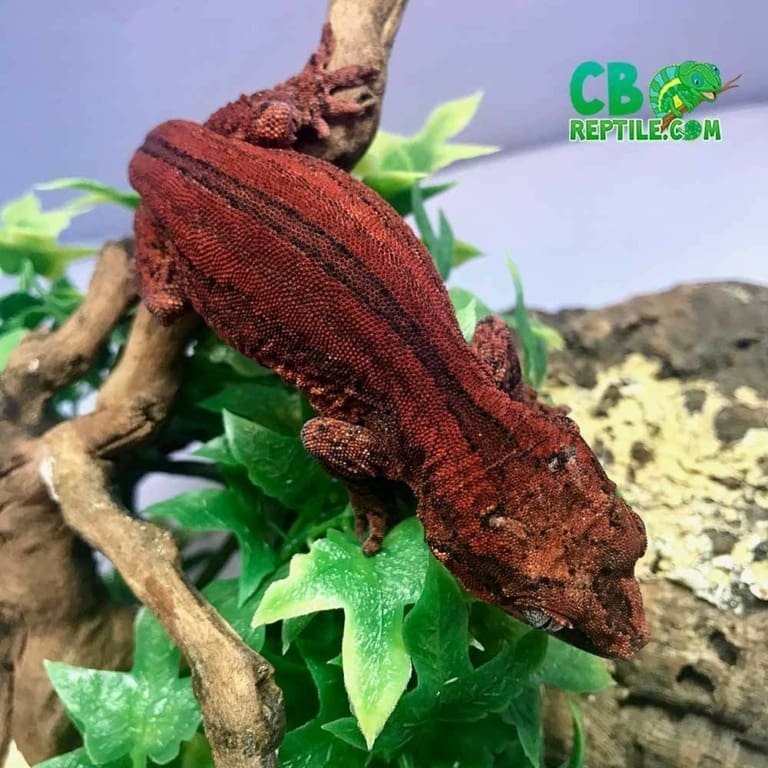 Red Gargoyle gecko for sale online baby red gargoyle geckos for sale