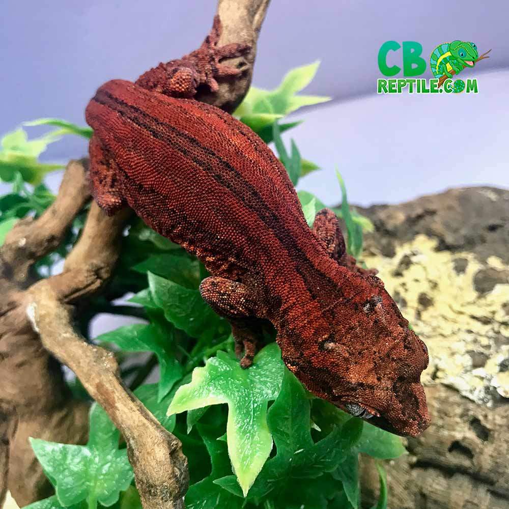 red gargoyle gecko