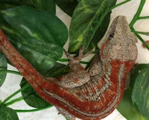 red gargoyle gecko for sale