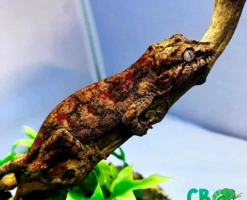 red gargoyle gecko