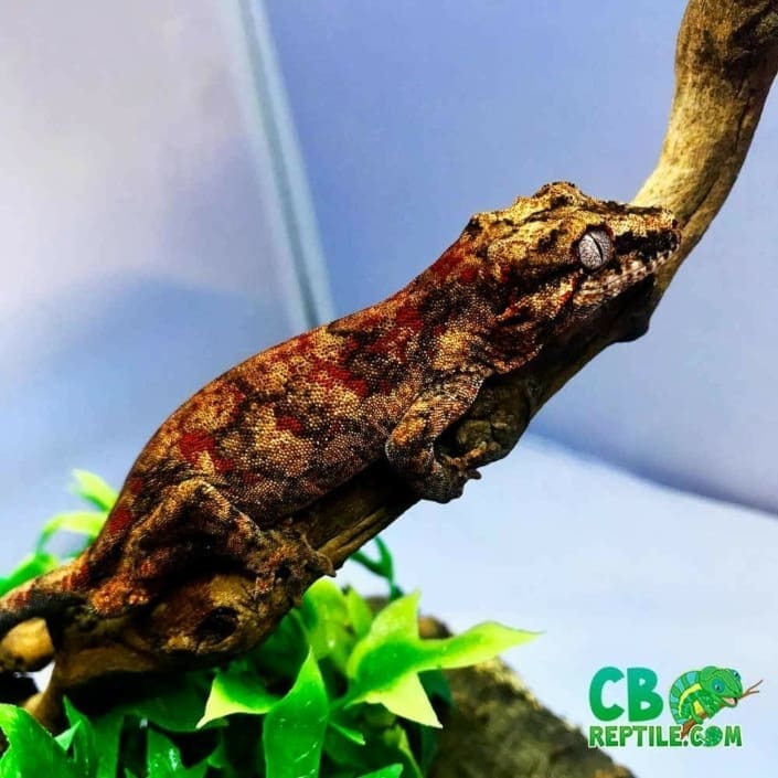 Red Blotch Gargoyle gecko for sale online cheap baby gargoyle geckos